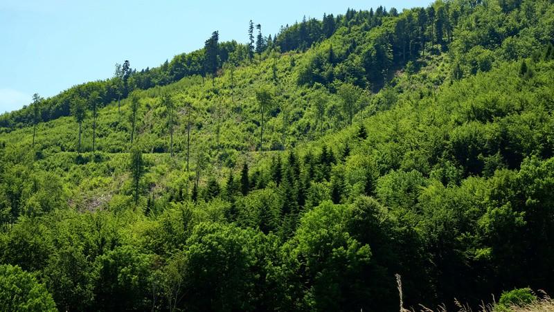 555m n.p.m., oraz punkt widokowy w rejonie Lasu Morskie Oko (opis <<tutaj>>).