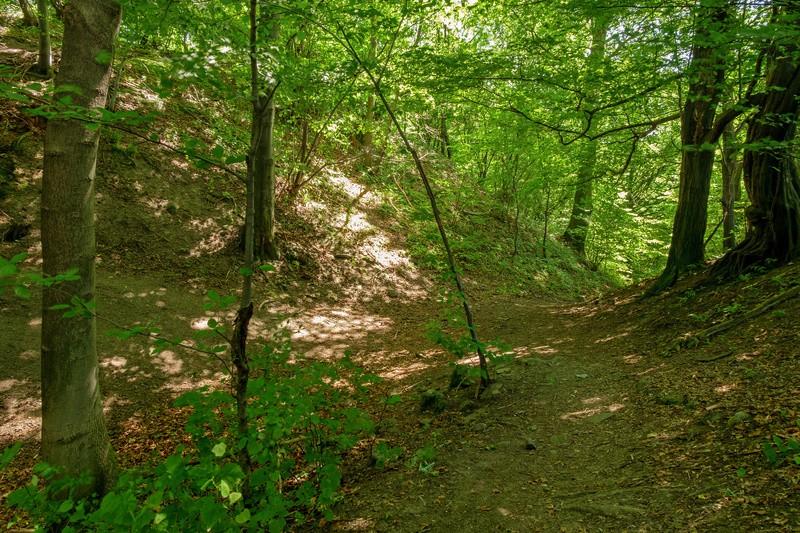 (zdjęcie po lewej) uwaga, krzyżują się tam trzy ścieżki, ta którą przyszliśmy, w lewo, oraz w dół w prawo,