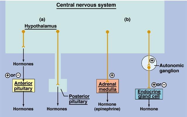 UKŁAD NERWOWY WPŁYWA NA WYDZIELANIE HORMONÓW PODWZGÓRZE OUN Hormony uwalniające Zwój współczulny Przedni płat przysadki