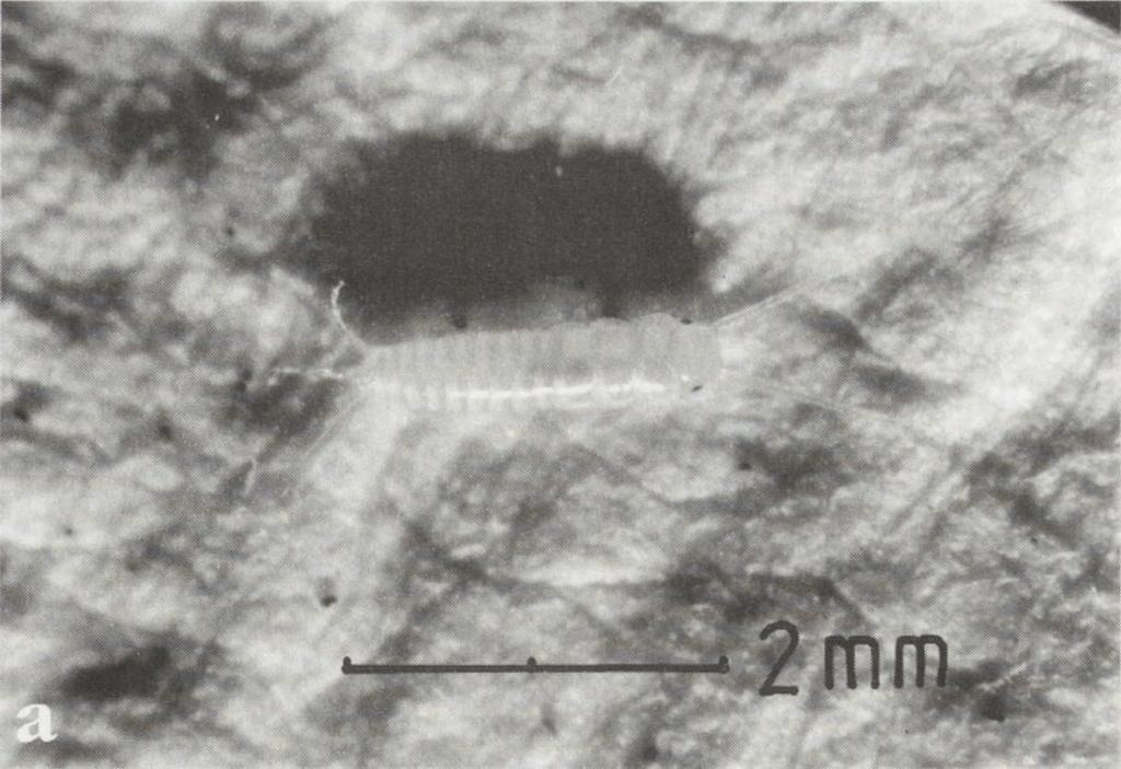 nie różni się budową od larwy i jeszcze wielokrotnie linieje. Jaja brunatnego lub rdzawego koloru są stosunkowo duże: 1,5 x 1 mm28 i mają bogato urzeźbioną powierzchnię24.