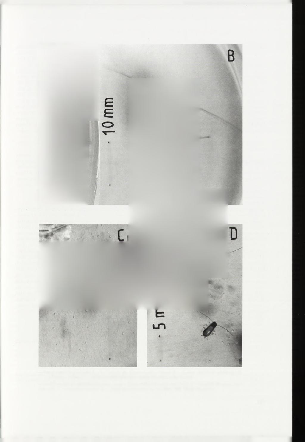 4. Prusak (Blattelia germanica L.