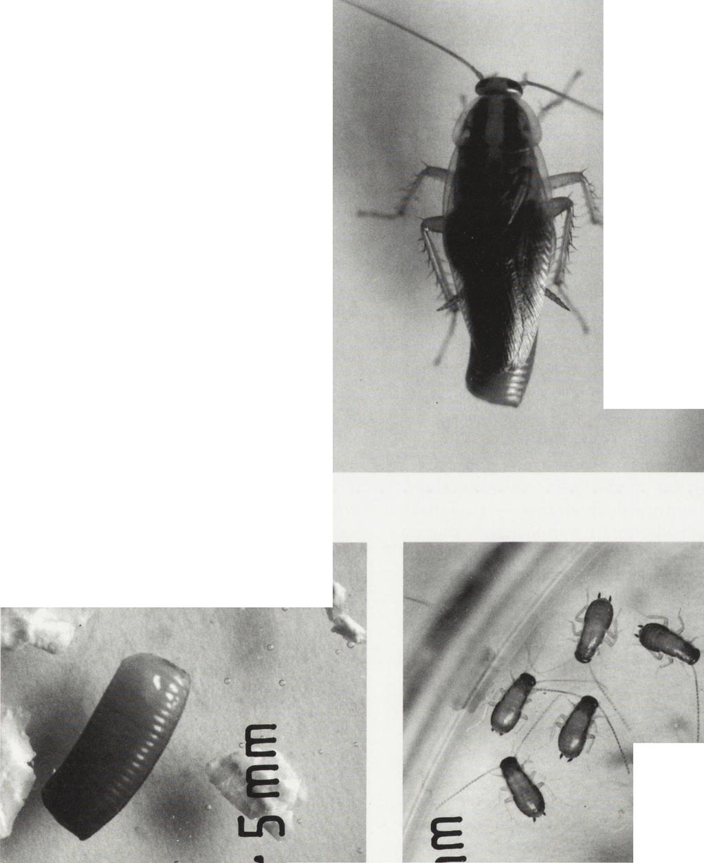 German cockroach (Blattella