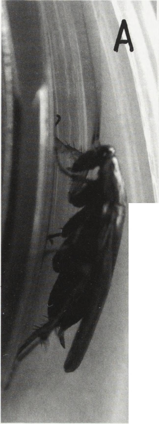 cocoon (view from top); С