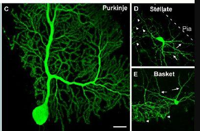 komórki docelowego neuronu komórka dwubiegunowa (siatkówka):