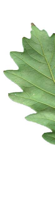 PORADNIK PACJENTA Skład: kora dębu (Quercus cortex) - 370 mg