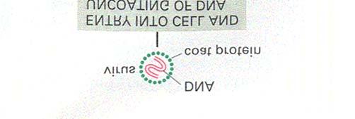 LEKI PRZECIWWIRUSOWE budowa wirusa podwójna lub pojedyncza nić DNA lub RNA w