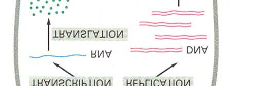 metabolicznej maszynerii używają komórki gospodarza; DNA wirusy korzystają z