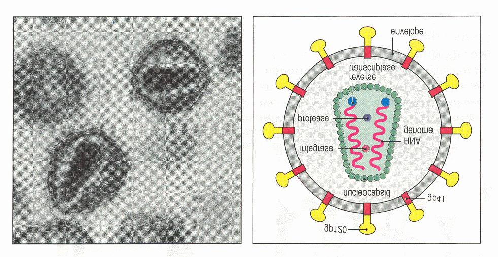 2. Leki stosowane w zakażeniach wirusem HIV Budowa wirusa HIV PODZIAŁ LEKÓW ANTYRETROWIRUSOWYCH: 1.