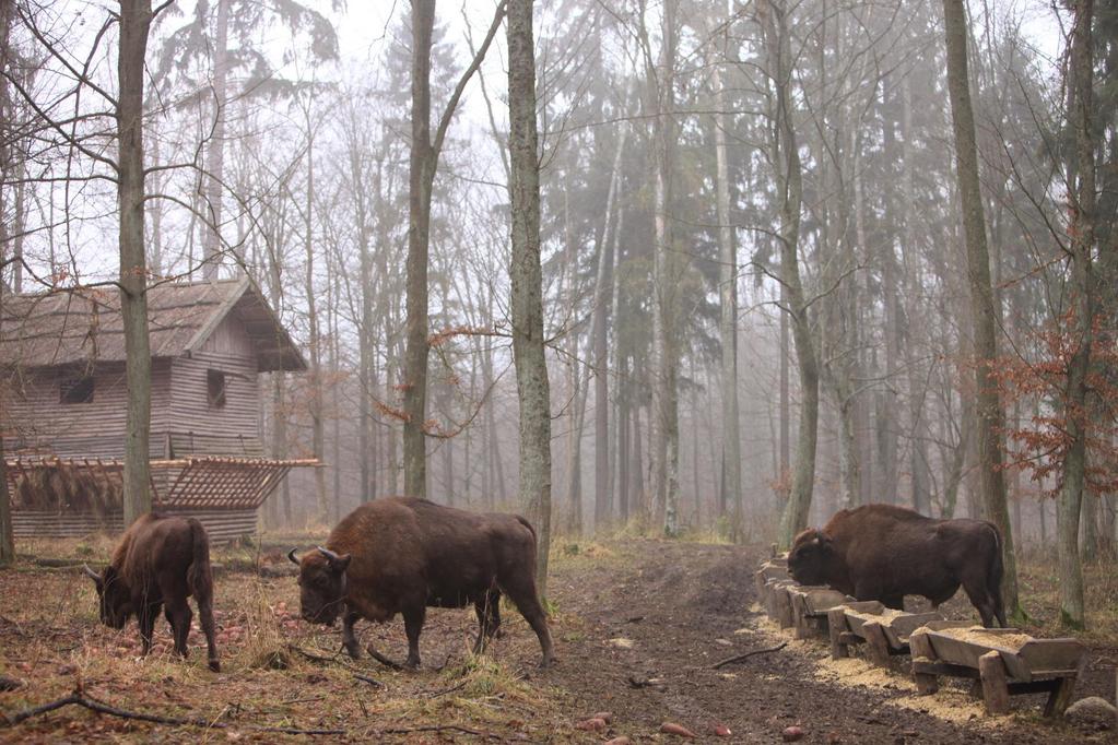 Zarządzanie populacją - poprawa