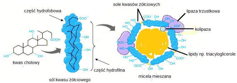 Doświadczenie 2 Cel: Badanie właściwości kwasów żółciowych jako emulgatorów Zasada metody: Emulsja to układ koloidalny, w którym ośrodek rozpraszający i substancja rozproszona są nie mieszającymi się