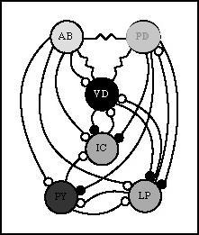 neuron AB jest stymulatorem neurony AB i P D hamują całą resztę następnie odpalają LP i IC na końcu cyklu P Y i V D Sieci neuropodobne XII, Centralne generatory wzorców 8 Pływanie: ślimak morski