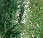 cięcia 36 cm - 99,99 zł 149 00 4 79 Naszymi dostawcami są: CNOS - GARDEN, EKOR, CELLFAST,