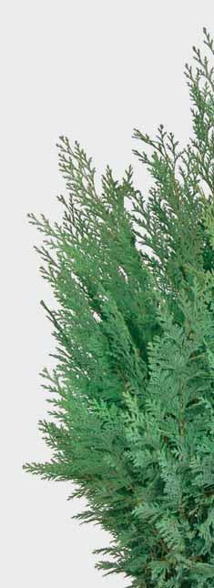Cyprys columnaris, thuja brabant wys. 80-100 cm wys.
