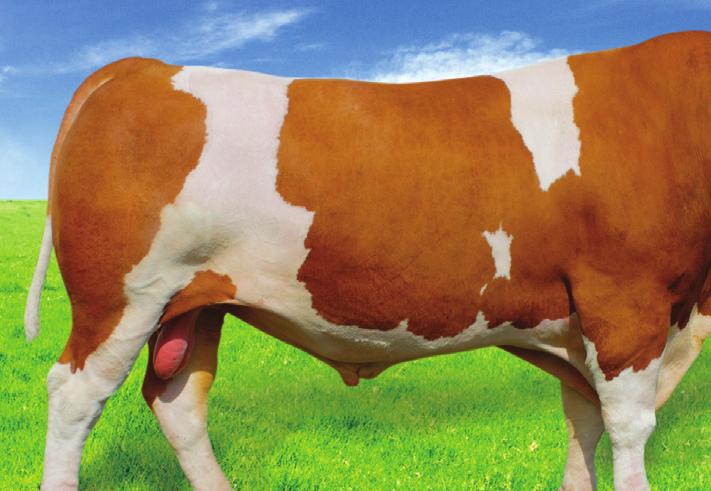 116 e Polecany na krowy /wyrośnięte jałówki Fitness: (76%) 104 (67%)