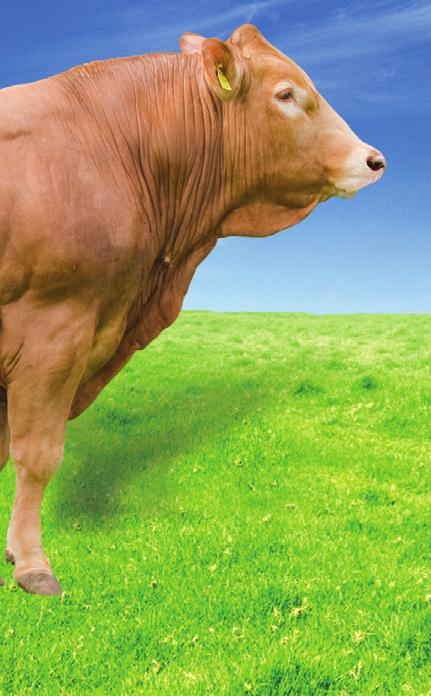 Spółdzielcza Agroﬁrma