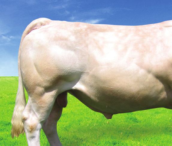 Hodowca: Import Francja