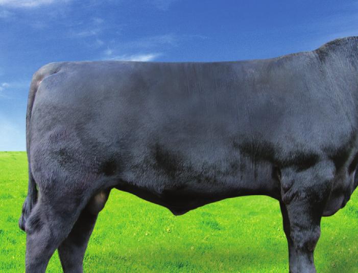JANICA BOVET ET Rasa: RED ANGUS 481 1046