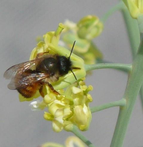 Flowers of male fertile (A) and male sterile (B) B.