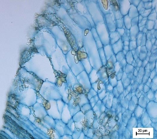 Anatomical longitudal sections of the active nectaries (A,B) with visible large surface cells and intercellular secretion of nectar marked by arrow Badania mikroskopowe pozwoliły stwierdzić, że
