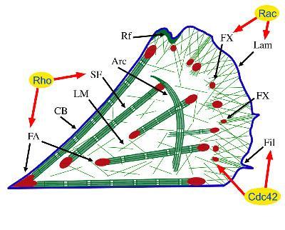 Organizacja filamentów aktynowych rola białek Rho Nadrodzina RAS
