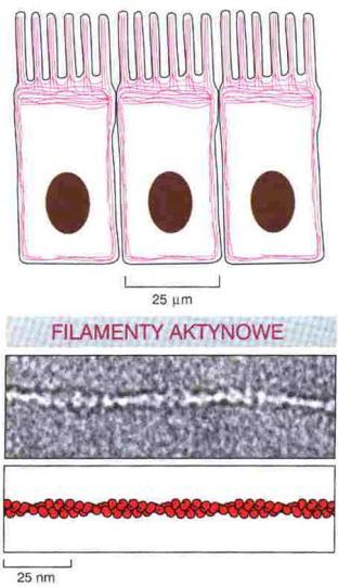 CYTOSZKIELET 7nm 10nm 25nm