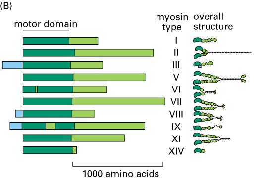 Generacja ruchu przez polimeryzację aktyny Zapoczątkowanie polimeryzacji aktyny w komórce: fragmentacja istniejących filamentów