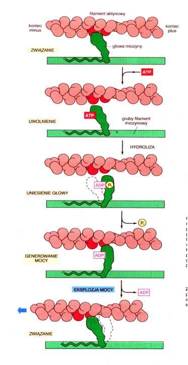 miozyny po filamencie aktynowym cykl skurczowy