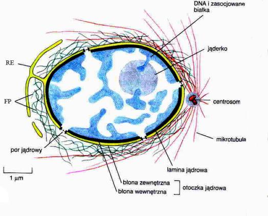 -zwykłe pęcherzowe oddzielanie się naskórka (epidermolysis bullosa