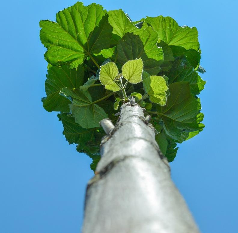 Oxytree