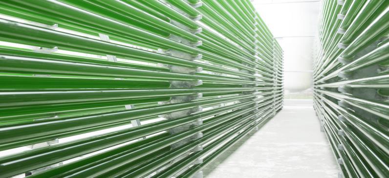 Hodowla ryb w warunkach szklarniowych: innowacyjny system akwaponiczny w Meklemburgii Pomorzu Zachodnim, Niemcy (partner University of Rostock, Faculty of Agricultural and Environmental Sciences,