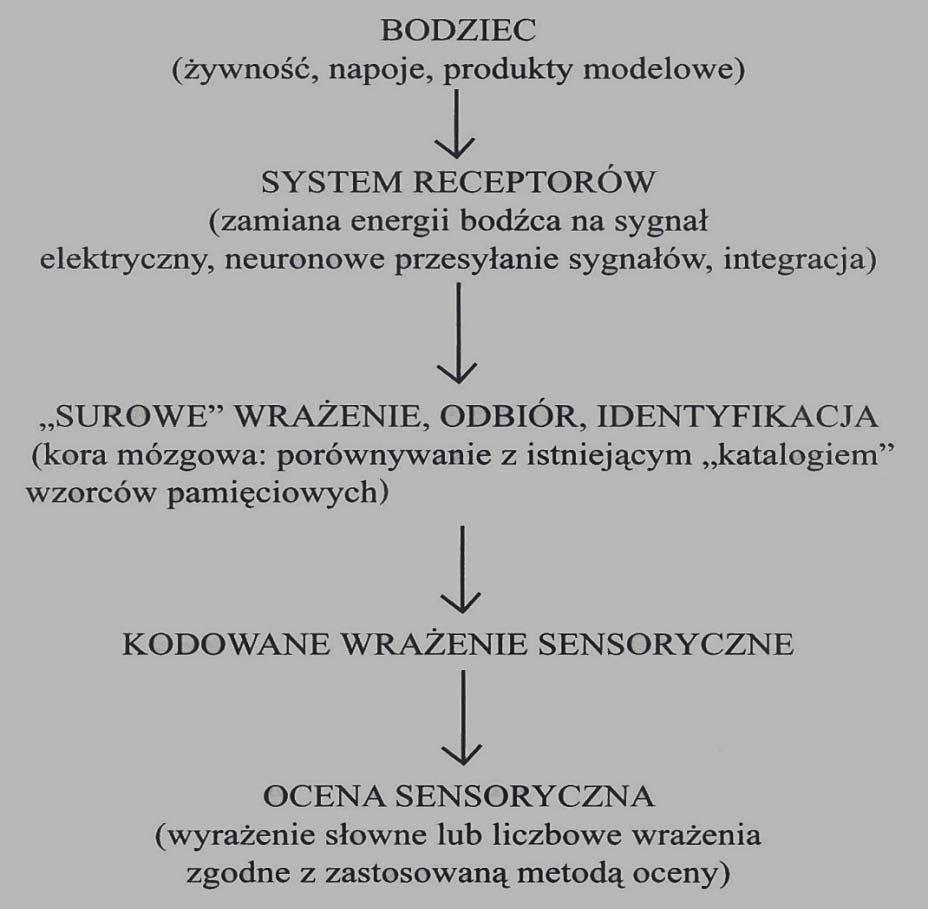 Wprowadzenie Schemat procesu