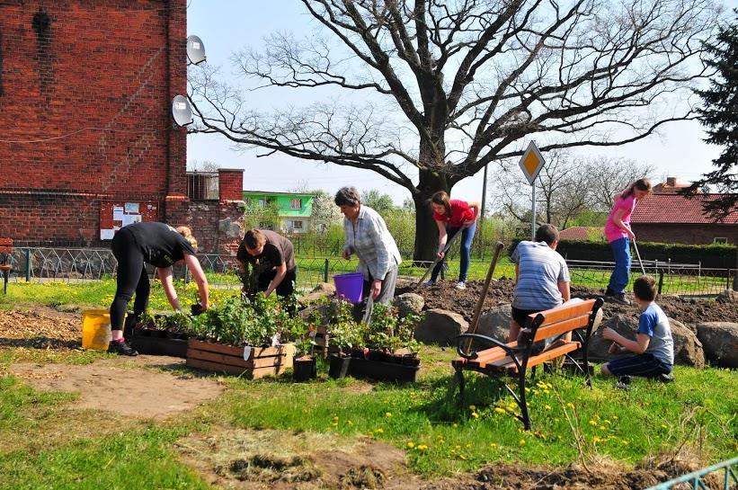 Przykłady utworzonych stref nektarodajnych: Stowarzyszenie Strupinianie ze Strupiny Nasadzenia