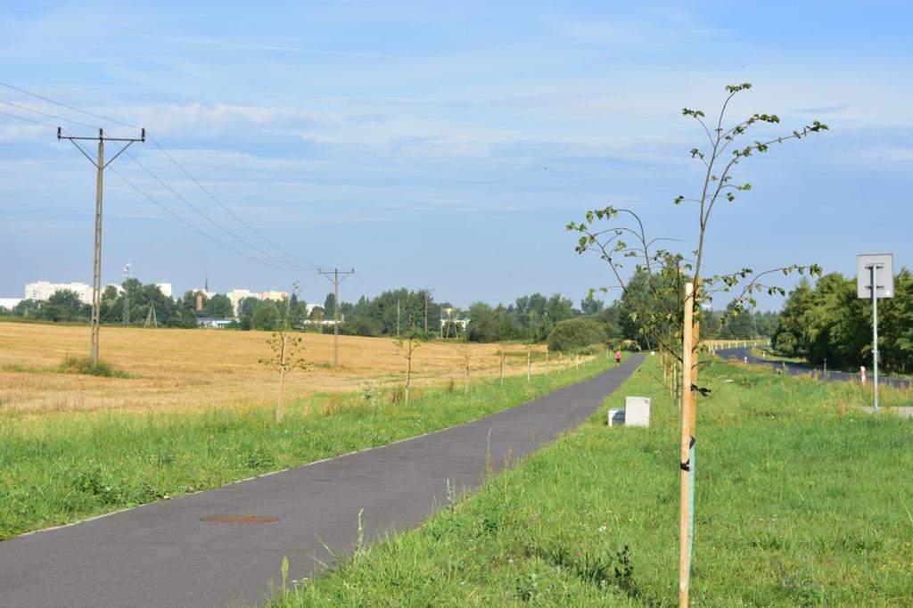 nasadzeń lip w wzdłuż drogi