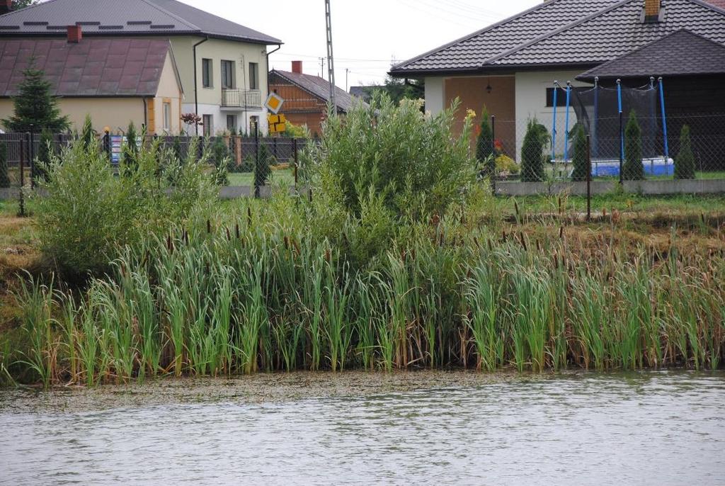 Zagospodarowanie oczka w Nurzynie jako przykład adaptacji do zmian klimatu Działania: wykonanie odmulenia oczka, skarpowanie brzegu-