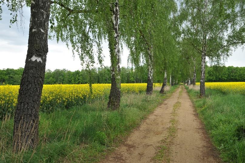 Znaczenie zadrzewień dla bioróżnorodności terenów rolniczych i klimatu Miejsca występowania wielu cennych gatunków 46 gat. ptaków lęgowych ( np.