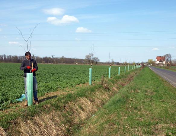 30 000 drzew z preferencją dla dębów i lip w lokalizacjach