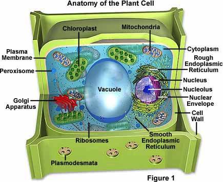 Mitochondria i chloroplasty mają własne genomy nietypowe dziedziczenie niektórych mutacji obecność DNA