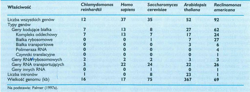 Cechy genomów mitochondrialnych małe kuliste cząsteczki geny biosyntezy białek i