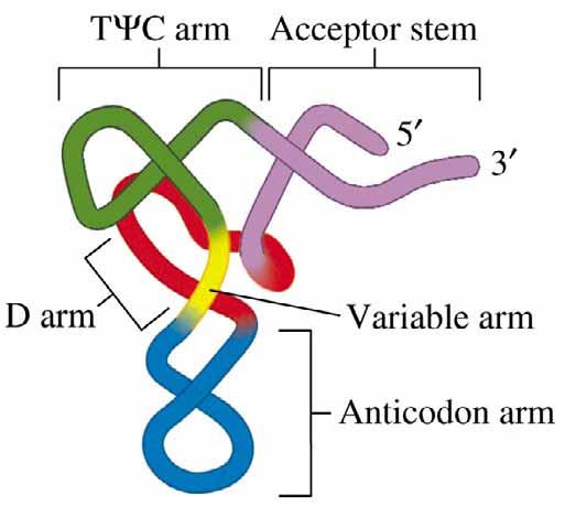 Elementy struktury trna trna ramię