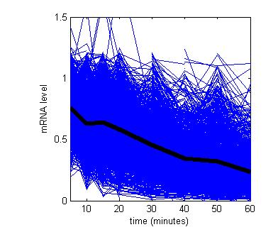 Discovery of stability-associated motifs in yeast 3 UTRs Yeast mrna half lives Calculated from mrna Decay profiles 3 UTR sequence ACCAATCACATCGGTCGCGGAAG CCGTCTGTGTTTCAGCATGATTG