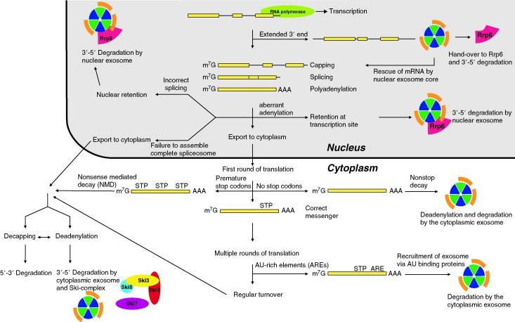 The exosome: the RNA degradation machinery Geurt Schilders, Erwin van Dijk, Reinout