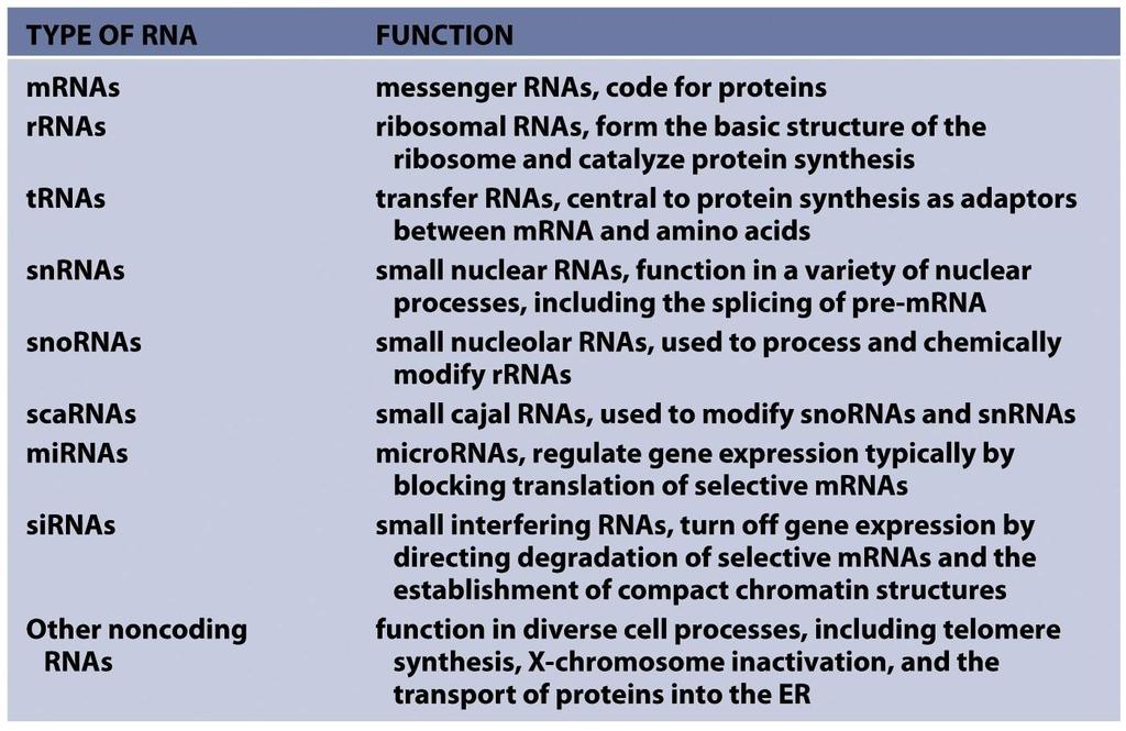 Rodzaje RNA w