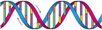 Materiał genetyczny Materiałem genetycznym są kwasy nukleinowe