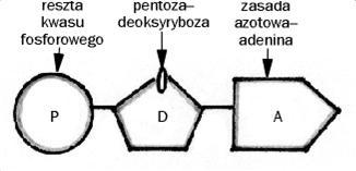 Nukleotyd Monomer kwasu nukleinowego- Są estrami fosforanowymi nukleozydów.