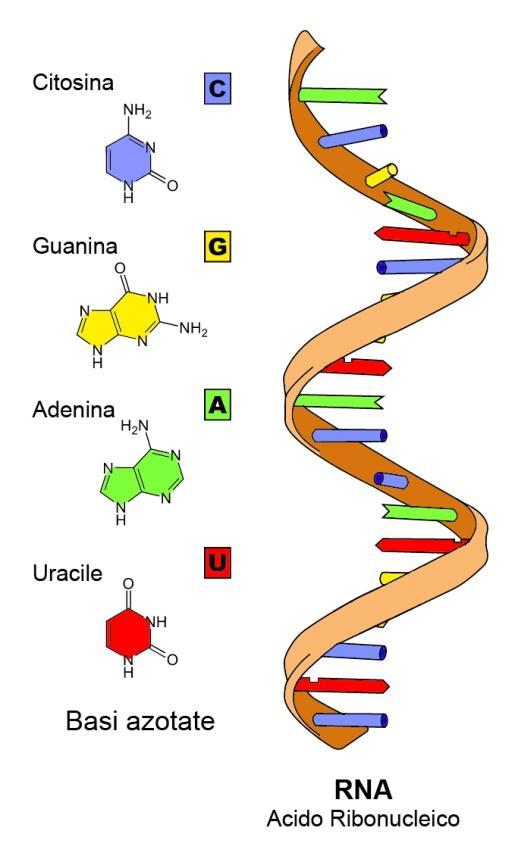Wyróżnia się kilka rodzajów RNA (DNA zawiera w sobie informację o