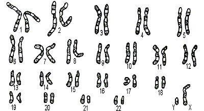 chromosomów