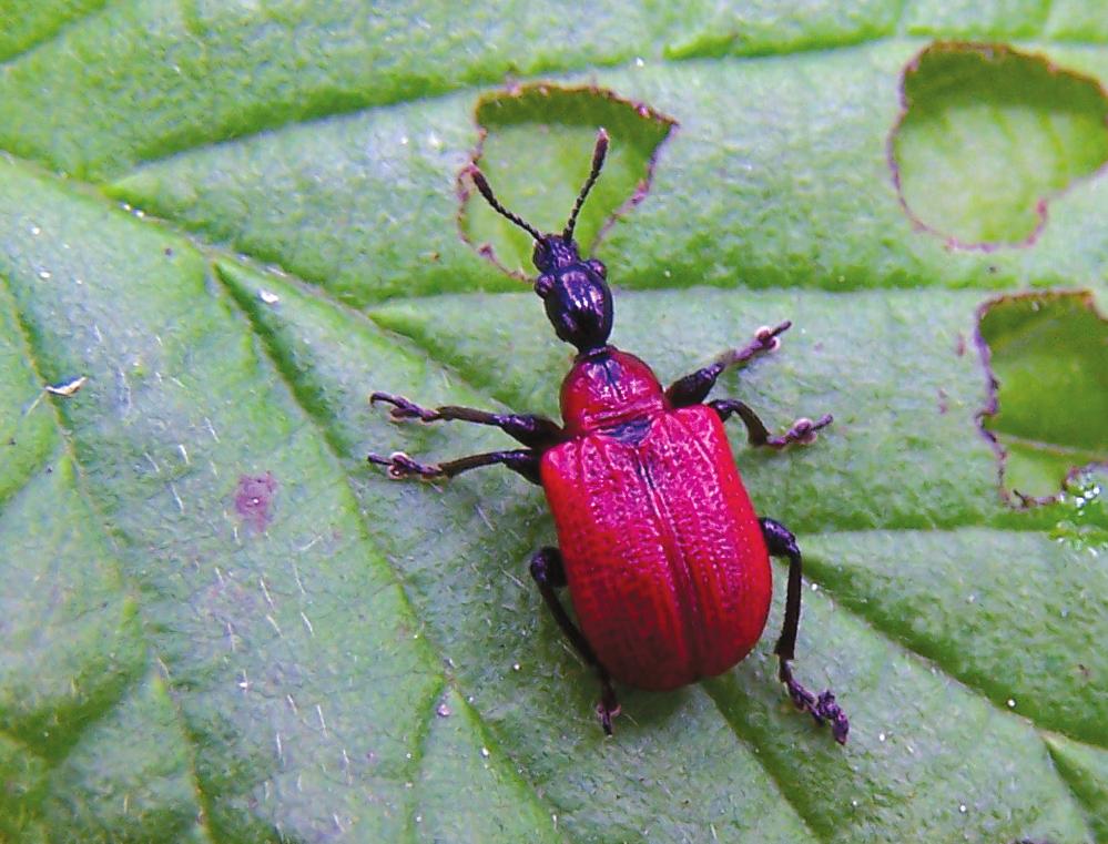 D. Marczak i R. Lasecki Ryjkowcowate Suwalskiego Parku Krajobrazowego 1775), S. faber (Herbst, 1784), Sitona longulus Gyllenhal, 1834, Hypera arator (Linnaeus, 1758), H. postica (Gyllenhal, 1813), H.