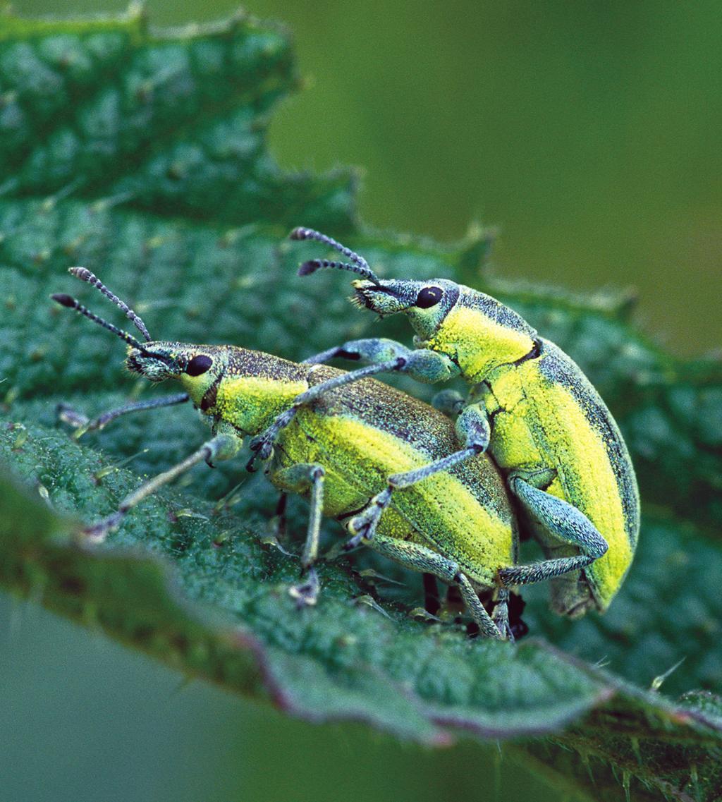 Chrońmy Przyr. Ojcz. rocznik 68, zeszyt 5, 2012 Staw Turtulski (FF11) Curculionidae: Eubrychius velutus (Beck, 1817), Pelenomus waltoni (Boheman, 1843).