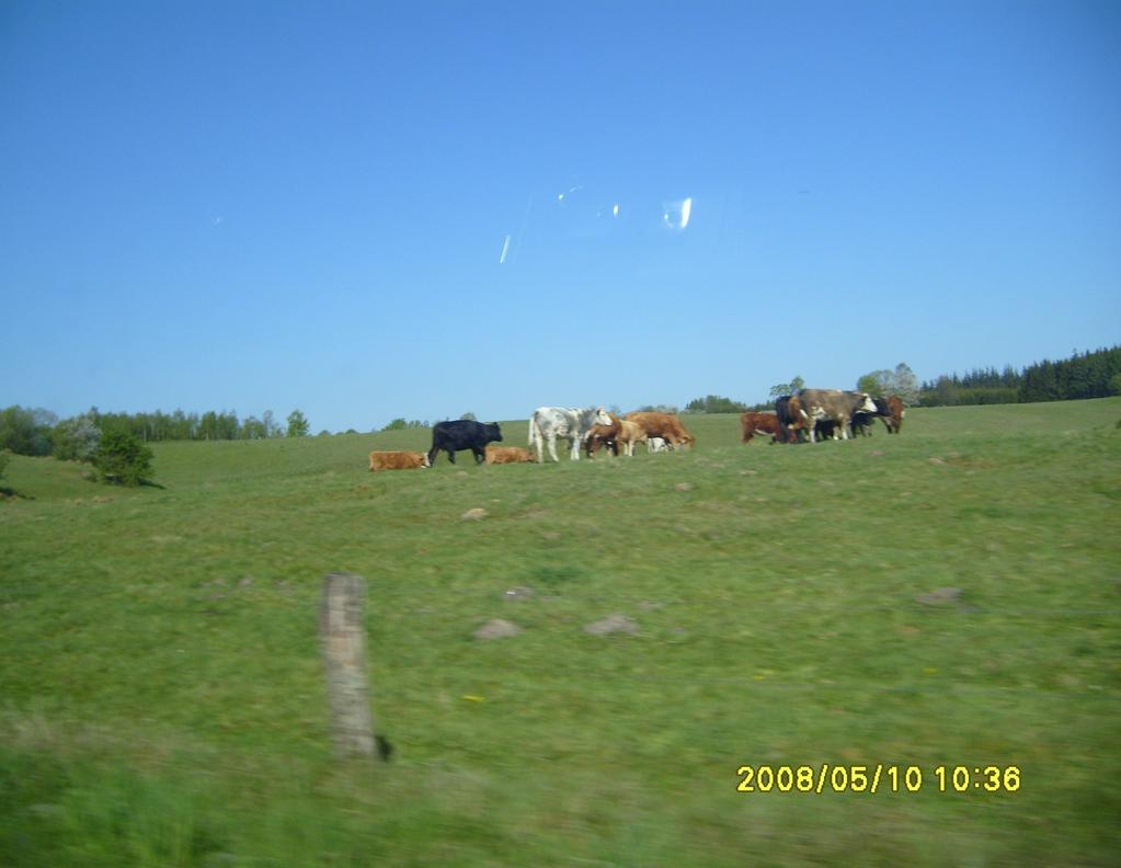 Holendrów walka z wodą dyby