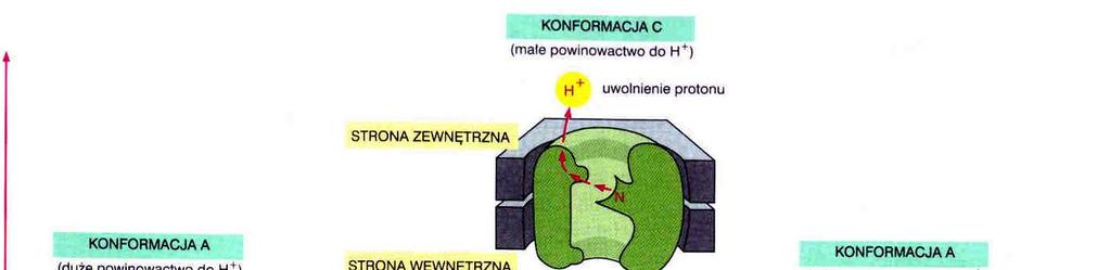 ogólny model pompowania